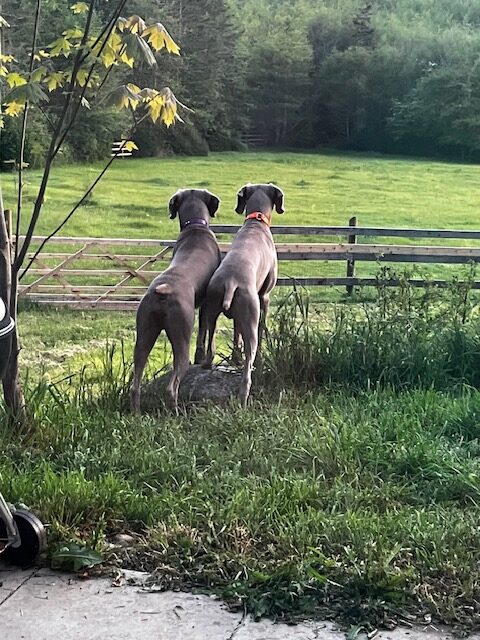 How to Have the Perfect Farm Day, by Bleu & Simon