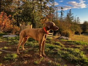 Owl Feather Farm News