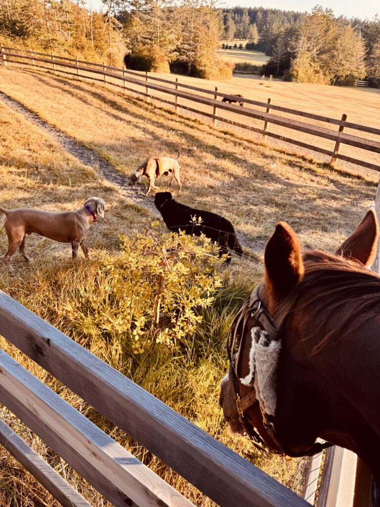 What the Pasture Knows Before the Moon Is Full