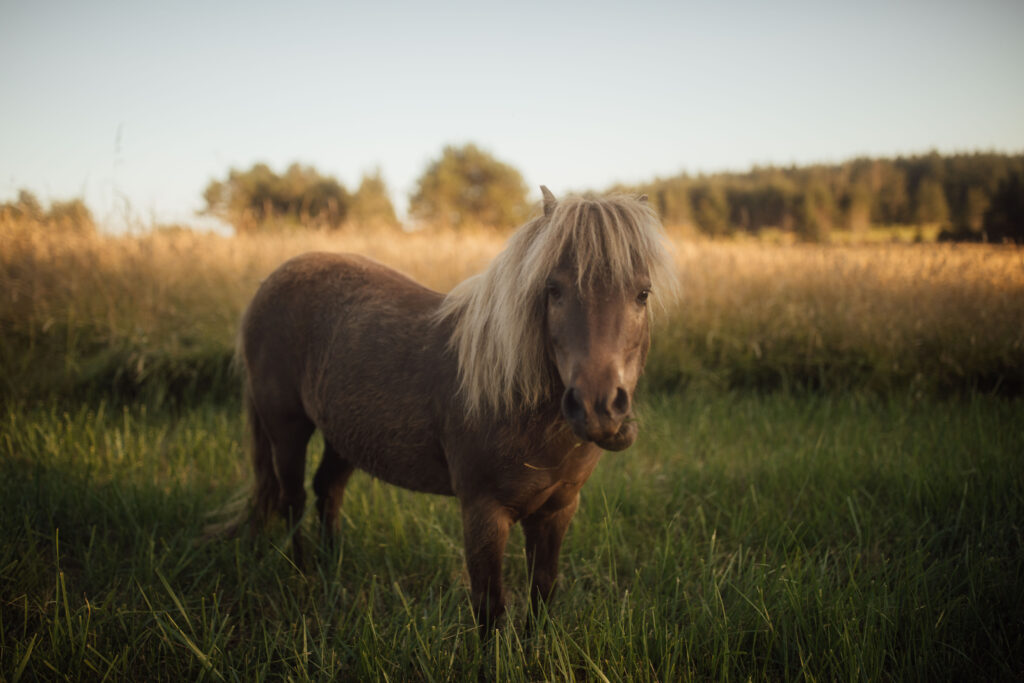 What the Pasture Knows Before the Moon Is Full