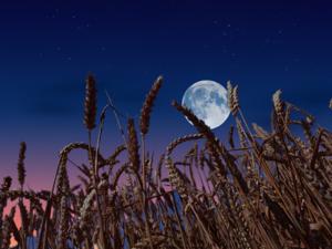 What the Pasture Knows Before the Moon Is Full