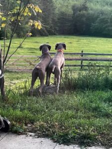 Owl Feather Farm News